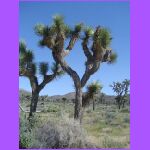 2 Joshua Trees.jpg